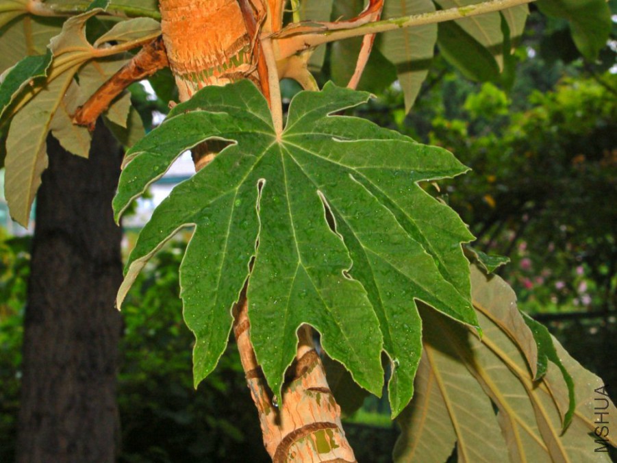 Araliaceae_-_Tetrapanax_papyrifer-001.jpg