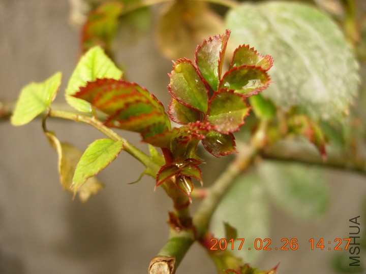 DSCN0350_resize.JPG