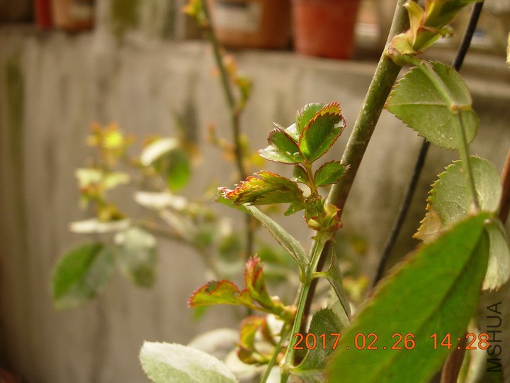 DSCN0360_resize.JPG