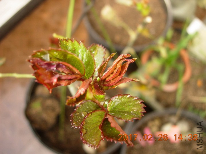 DSCN0421_resize.JPG