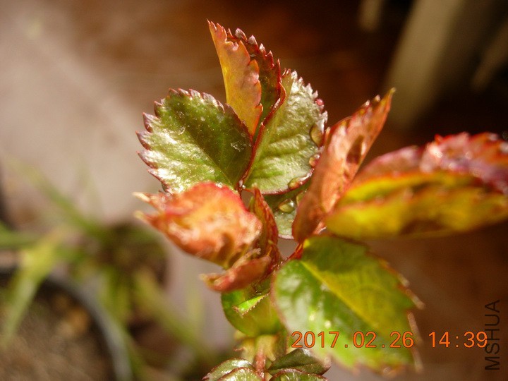 DSCN0423_resize.JPG