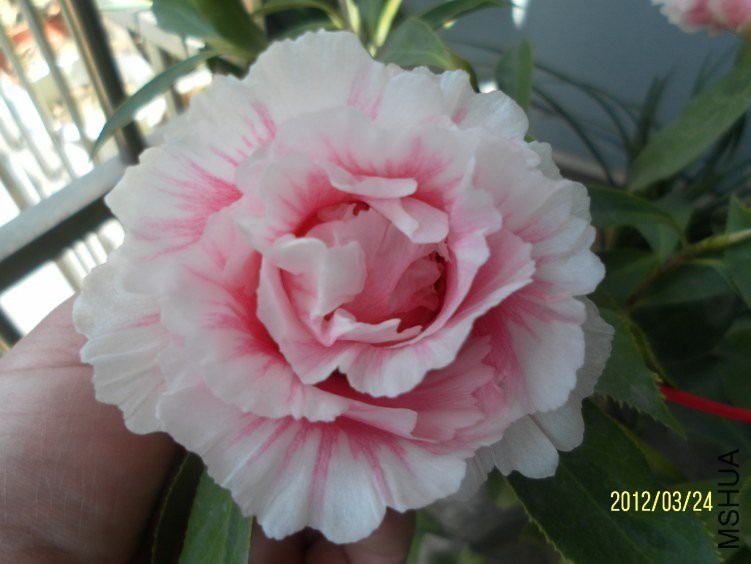 2012�꿪Ʒ
