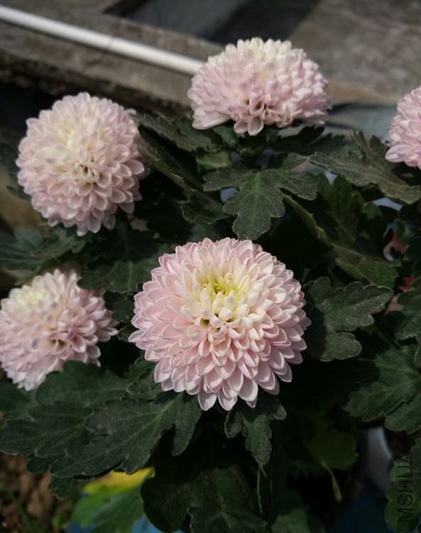 IMG_20160227_113851_����.jpg