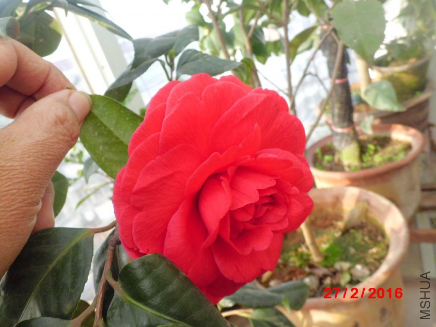 CIMG7853.JPG