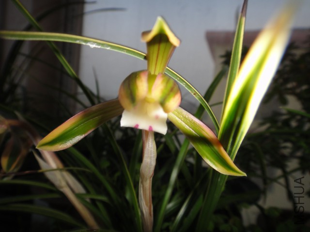 DSC01985.JPG