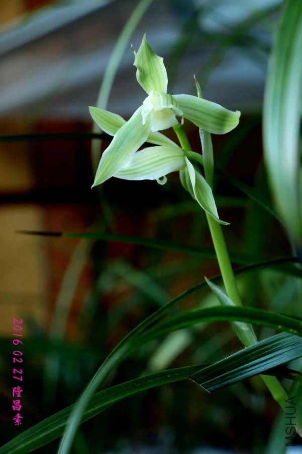 psb (22).jpg
