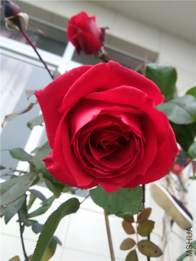 ��֪���¼��󻨣�ʵ����ɫ���ڣ�ʮ���·�������Ȼ���Ĳ���