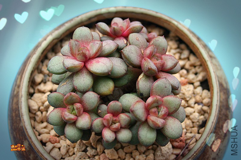 ��Ƭ 004_����.jpg