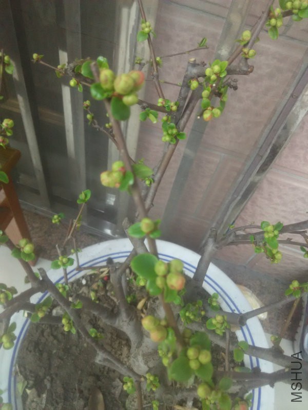 ���ƿ쿪���˰�