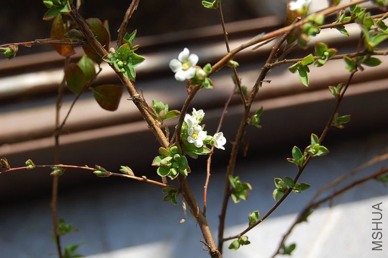 DSC_52900518.JPG