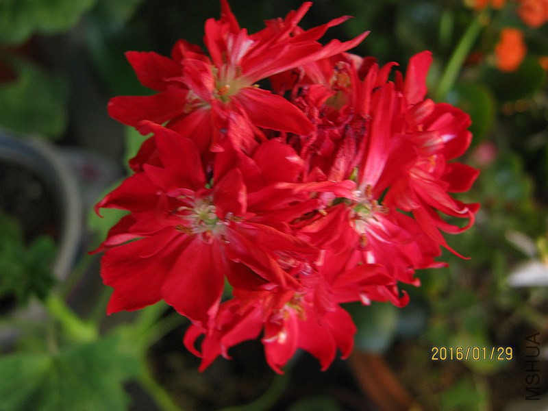 ��Ҷ����