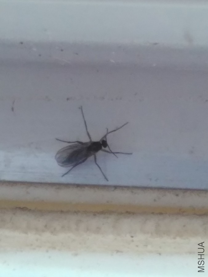 ������Сһ�㣬��ˮ���ﳣ�������ʲô��