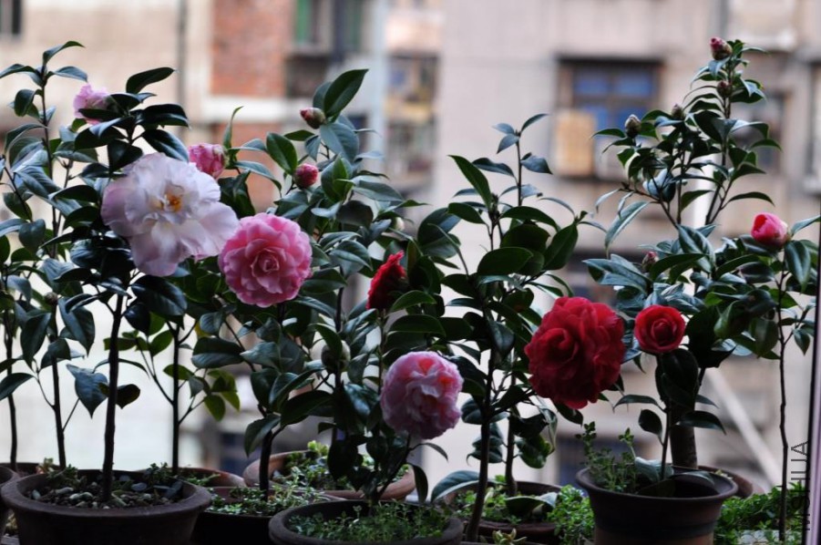 DSC_0034.JPG