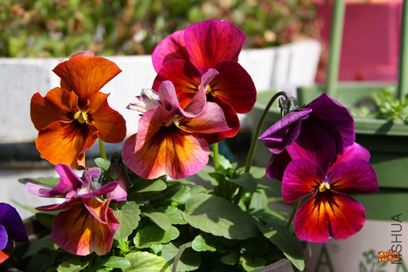 ��Ƭ 031_����.jpg