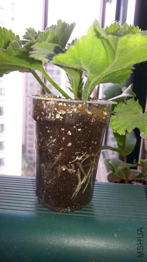 20160229_103332.jpg