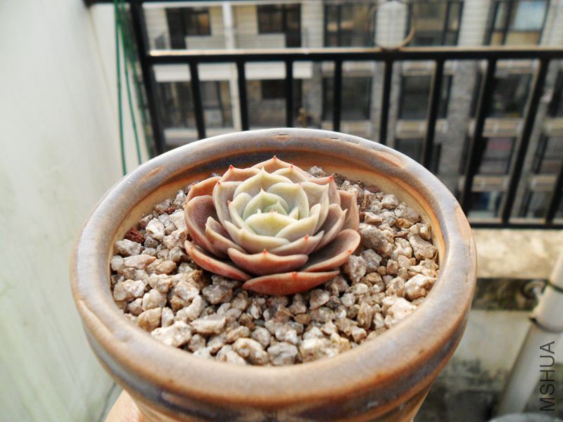 ��ɫ��ϲ 4.jpg