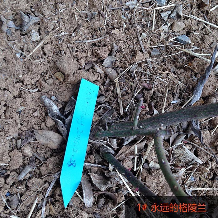 格陵�