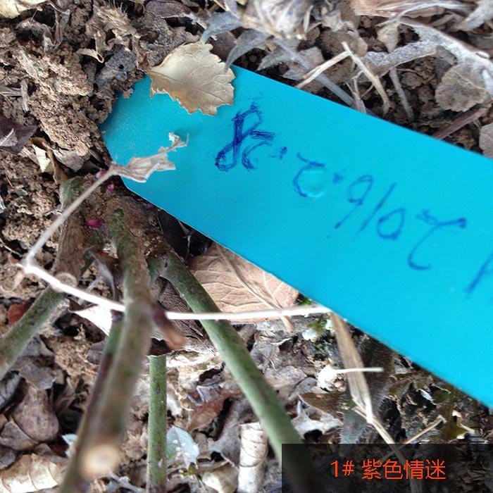 �?��-情迷-1#.jpg