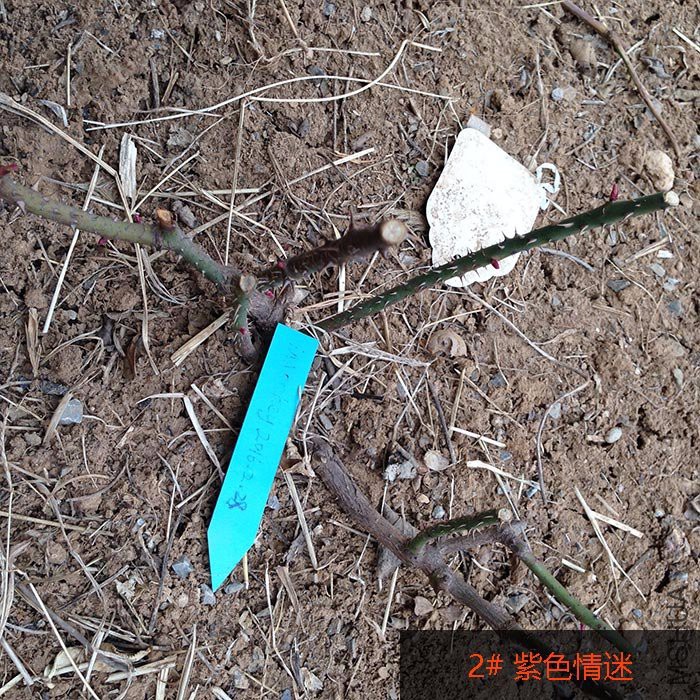 �?��-情迷-2#.jpg