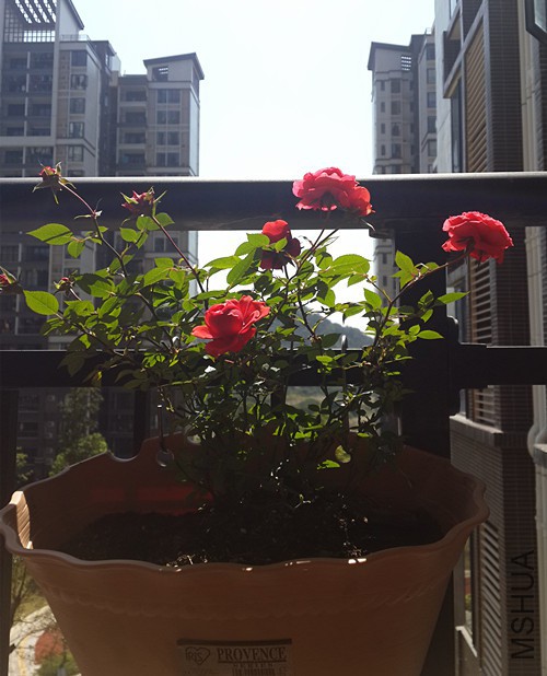 20160229_123333 (1).jpg