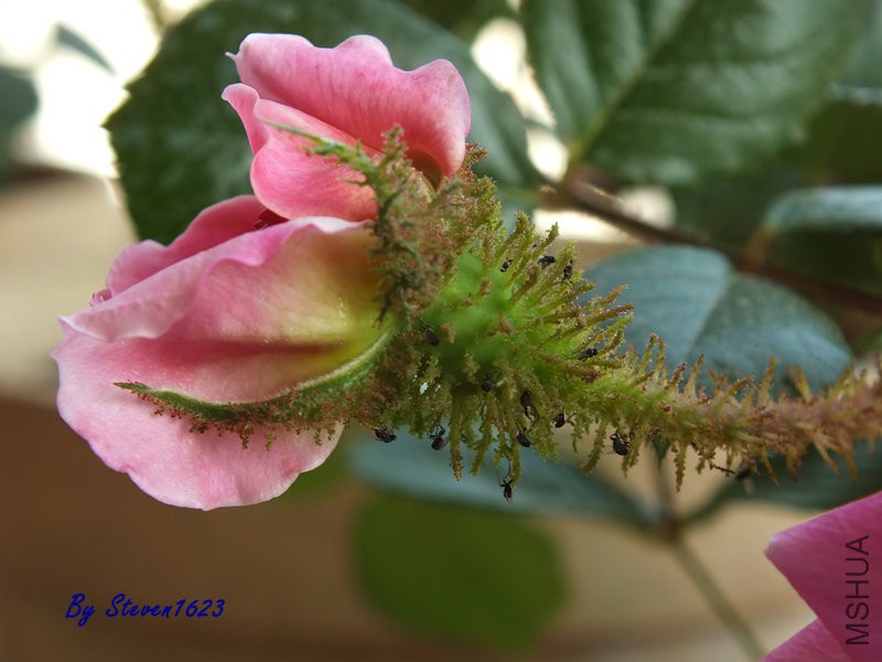DSCF9533.JPG