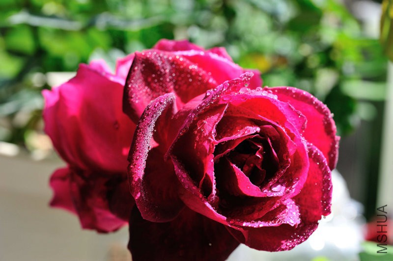 ī�ޣ���ר��˵�ǣ�