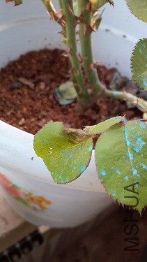 IMG_20160301_173127.jpg