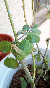 IMG_20160301_173248.jpg