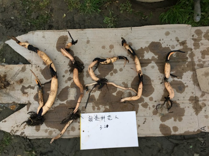 大洒�