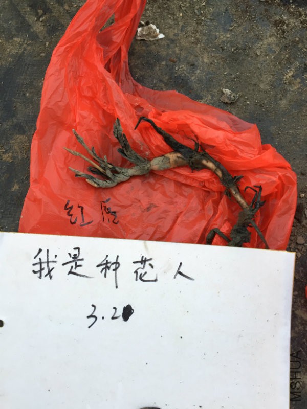 红唇.jpg
