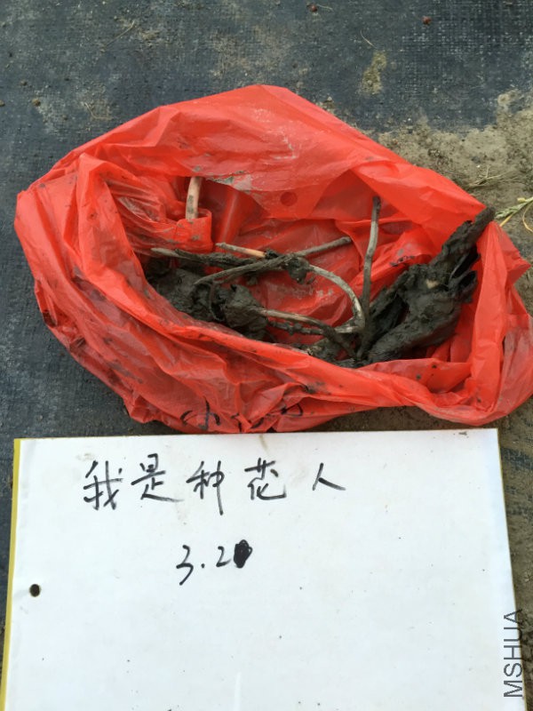 小红�