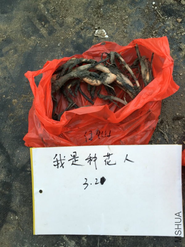 绿牡�