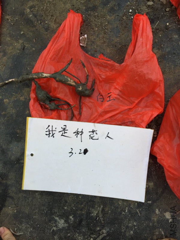 秦淮白玉.jpg