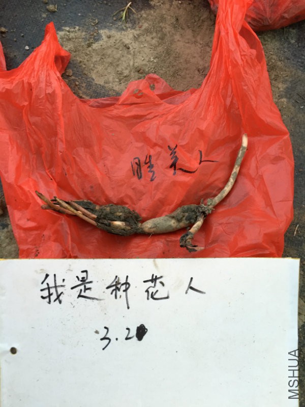 睡美�