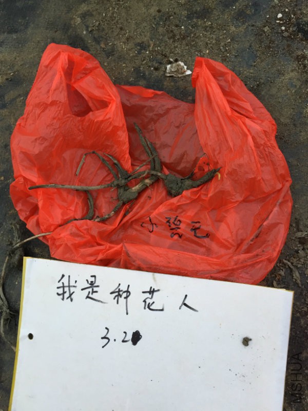 小碧�