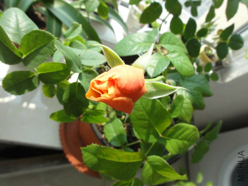 DSC01413.JPG