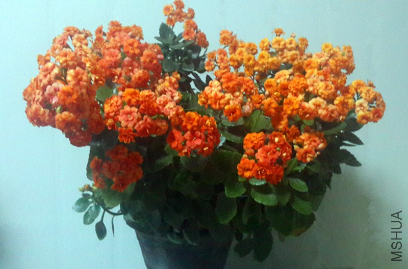 QQͼƬ20160301191549_����.jpg