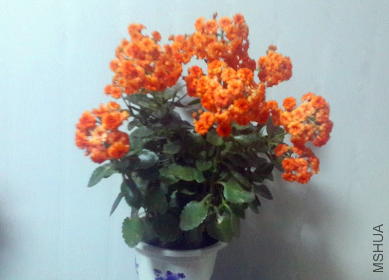 QQͼƬ20160301191516_����.jpg
