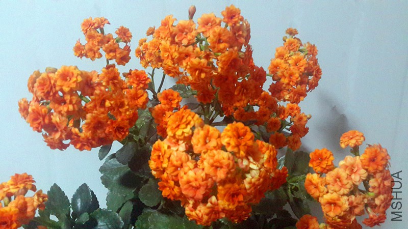20160301_190616_����_����.jpg