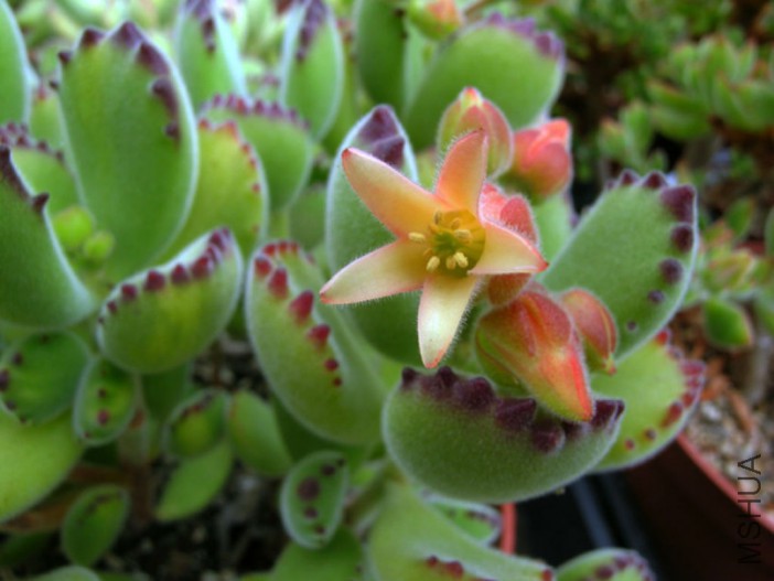 Cotyledon-tomentosa-Bears-Paw-702x527.jpg