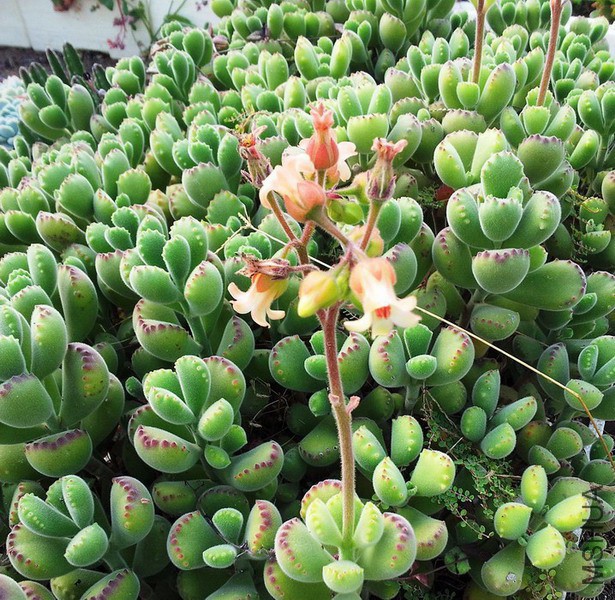 Cotyledon_tomentosa_in_cultivation_-_Cape_Town_9.jpg