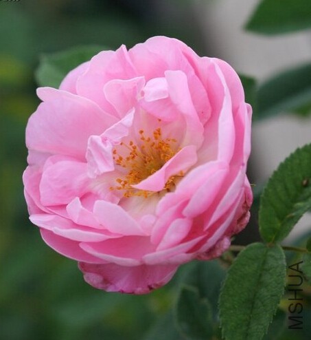 Belle Amour5.jpg
