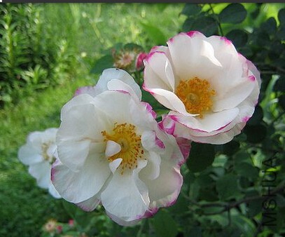 Hebe's Lip5.jpg