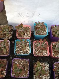 6����˫ͷ��������ׯ3��