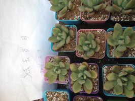 7�������Һ�����3��