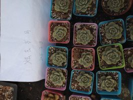 6�������Ұ�ĵ��2.5