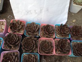 7�������Һ�����3