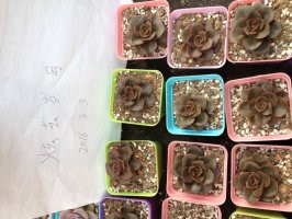 �ɿ�����ש6��������5