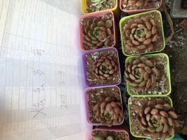 �챦ʯ6����10