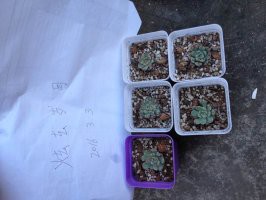 2�����Ϻ죬����60